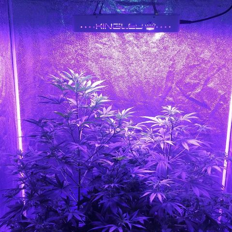 Unknown strain growlog photo