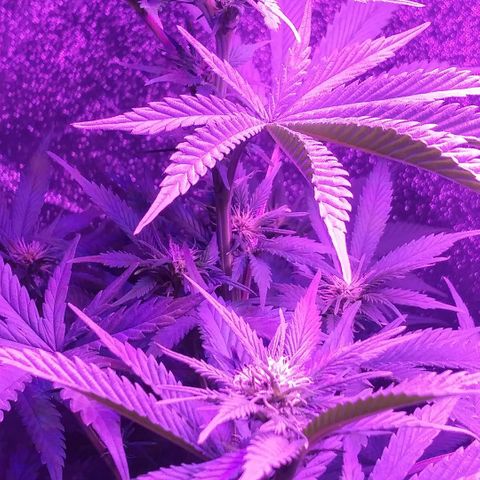 Unknown strain growlog photo