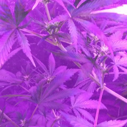 Unknown strain growlog photo