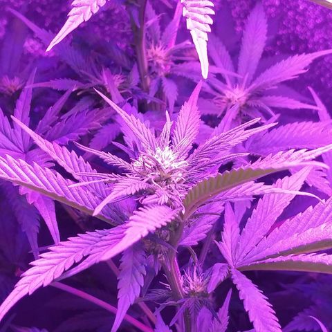 Unknown strain growlog photo