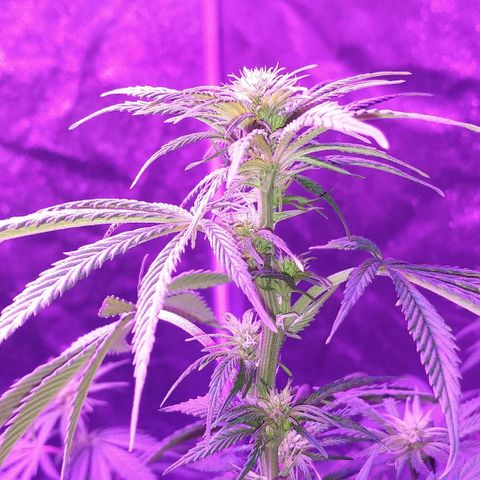 Unknown strain growlog photo
