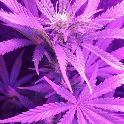Unknown strain growlog photo: Week 3 of flowering on 1st time grow in 30+ years 1st time grow indoors