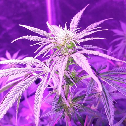 Unknown strain growlog photo: Week 3 of flowering on 1st time grow in 30+ years 1st time grow indoors