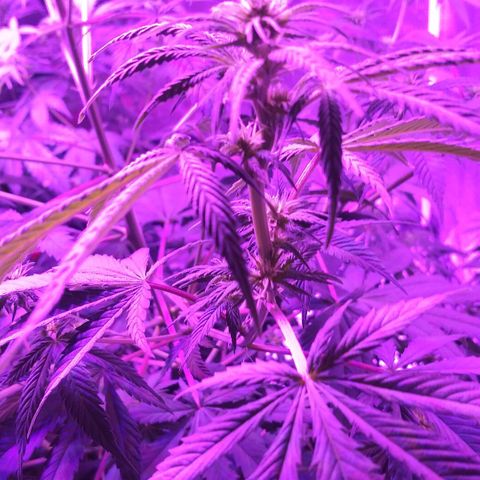 Unknown strain growlog photo: Week 3 of flowering on 1st time grow in 30+ years 1st time grow indoors