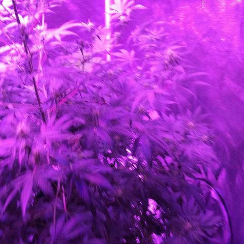 Unknown strain growlog timeline photo