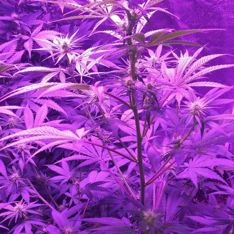 Unknown strain growlog timeline photo