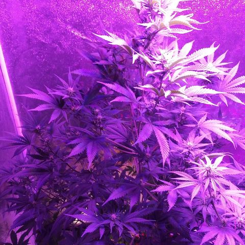 Unknown strain growlog timeline photo