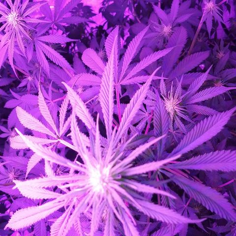 Unknown strain growlog timeline photo