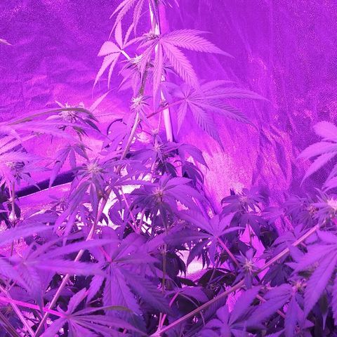 Unknown strain growlog timeline photo