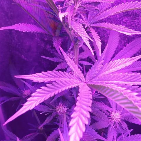 Unknown strain growlog timeline photo