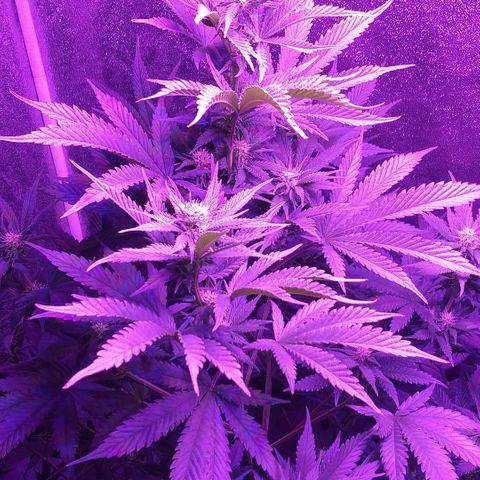 Unknown strain growlog timeline photo