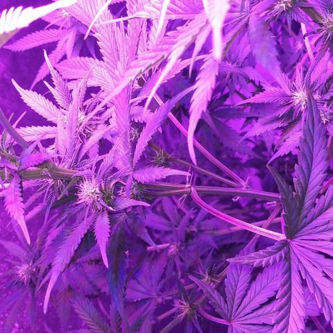 Unknown strain growlog timeline photo