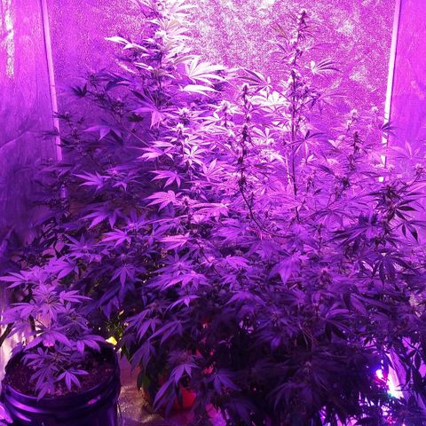 Unknown strain growlog photo: Week 4 looking amazing for my first grow