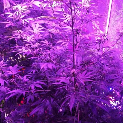 Unknown strain growlog photo: Week 4 looking amazing for my first grow