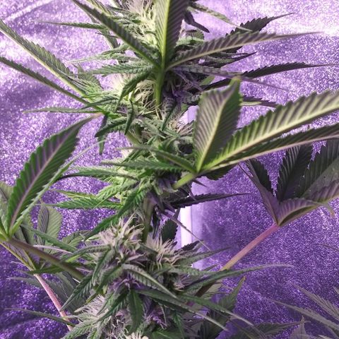 Unknown strain growlog photo: Week 4 looking amazing for my first grow