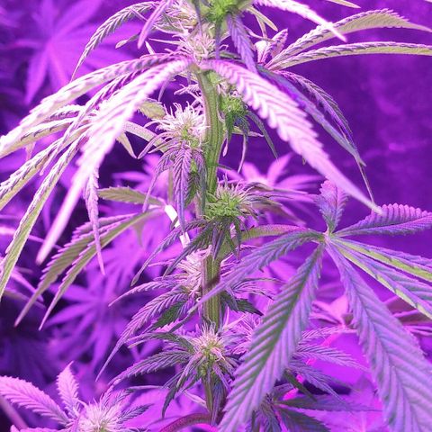 Unknown strain growlog photo: Week 4 looking amazing for my first grow