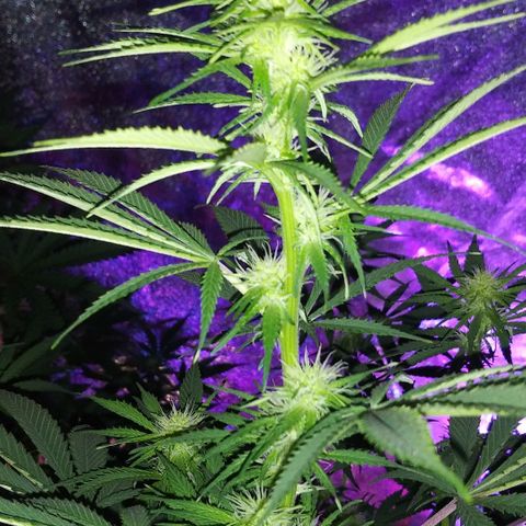 Unknown strain growlog photo: Week 4 looking amazing for my first grow