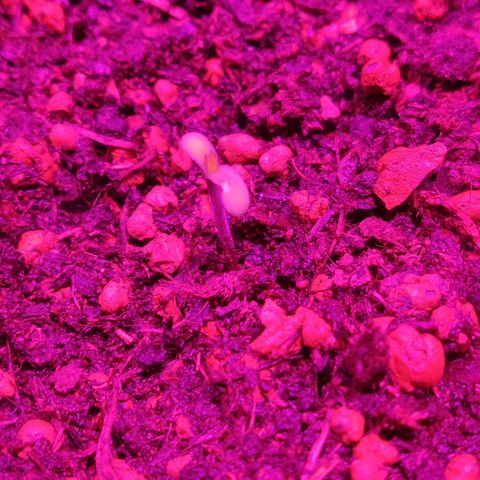 2: Northern lights auto growlog timeline photo