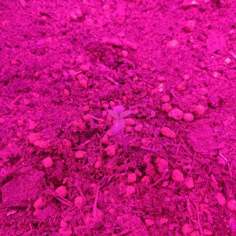 2: Northern lights auto growlog timeline photo