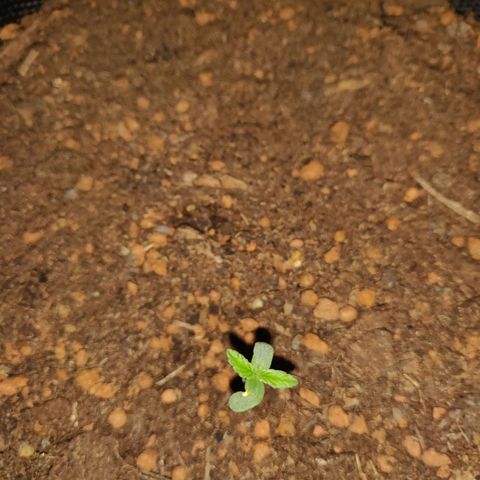 2: Northern lights auto growlog timeline photo