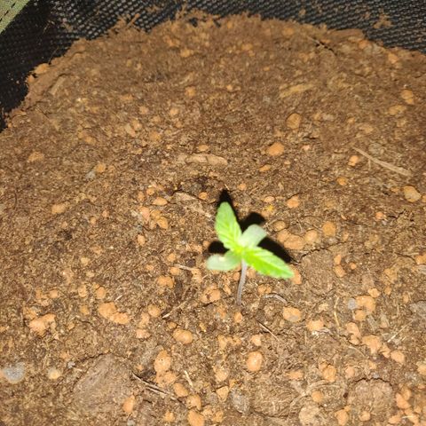 2: Northern lights auto growlog timeline photo