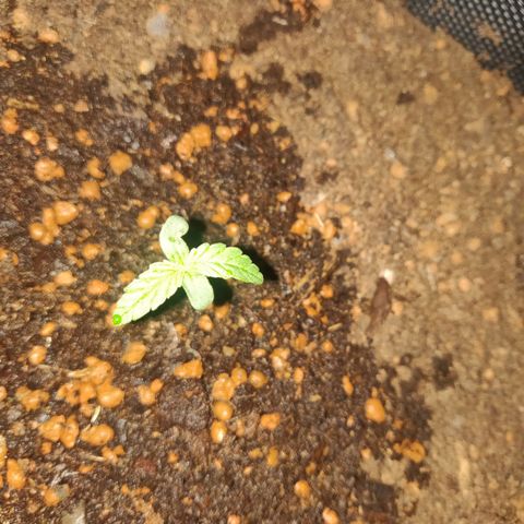 2: Northern lights auto growlog timeline photo