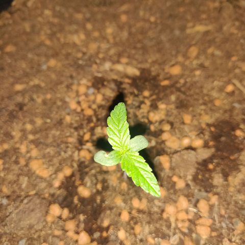 2: Northern lights auto growlog timeline photo