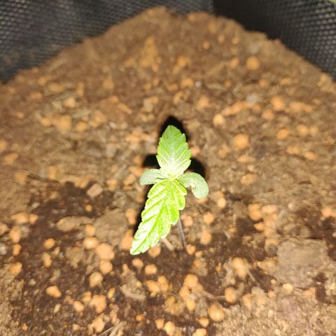 2: Northern lights auto growlog timeline photo
