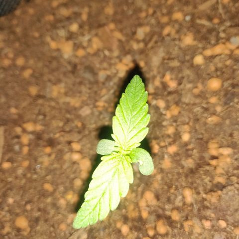 2: Northern lights auto growlog timeline photo
