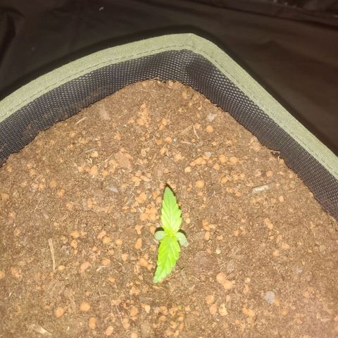 2: Northern lights auto growlog timeline photo