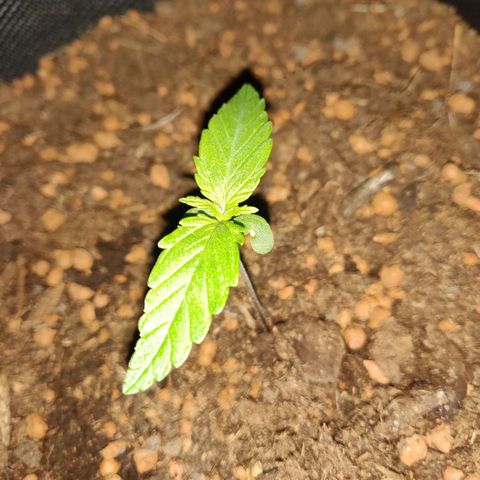 2: Northern lights auto growlog timeline photo
