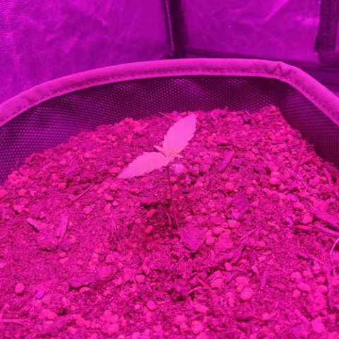 2: Northern lights auto growlog timeline photo
