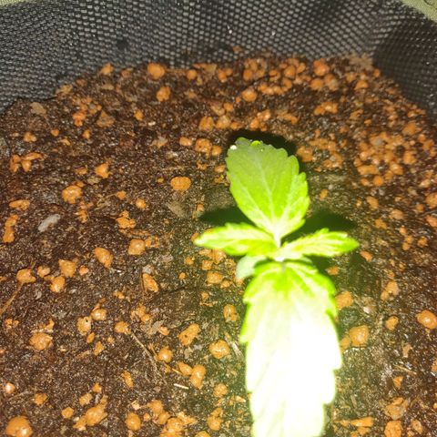2: Northern lights auto growlog timeline photo