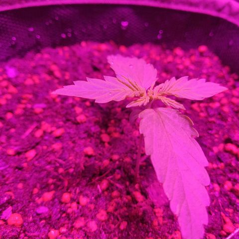 2: Northern lights auto growlog timeline photo