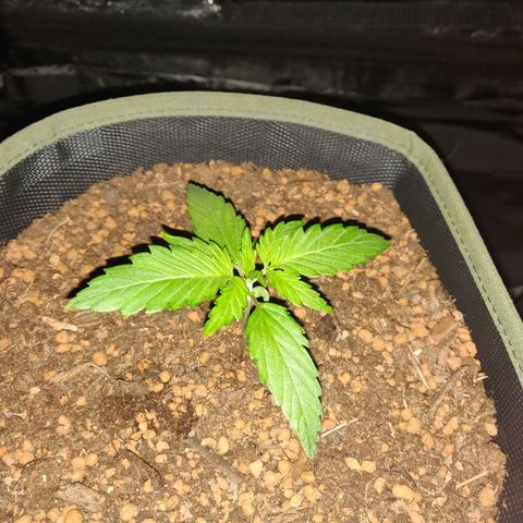 2: Northern lights auto growlog timeline photo