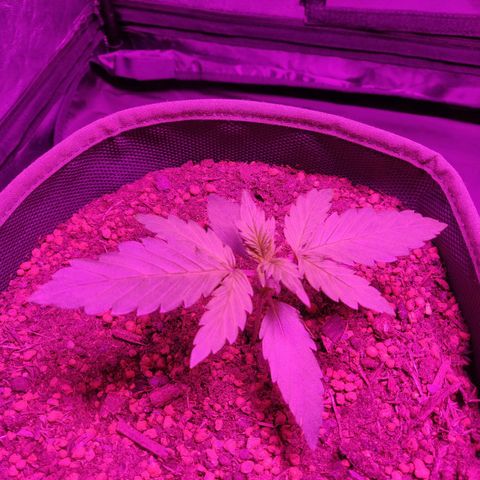 2: Northern lights auto growlog timeline photo