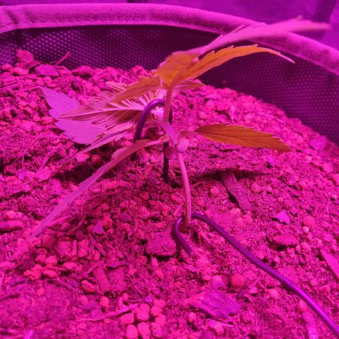 2: Northern lights auto growlog timeline photo