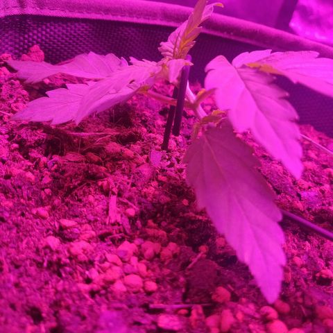 2: Northern lights auto growlog timeline photo