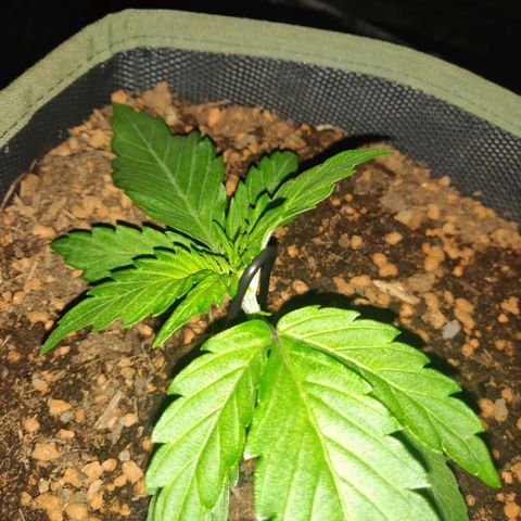 2: Northern lights auto growlog timeline photo