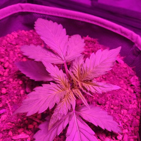 2: Northern lights auto growlog timeline photo