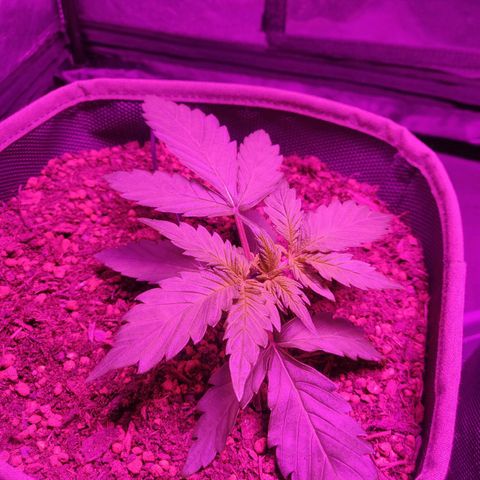 2: Northern lights auto growlog timeline photo