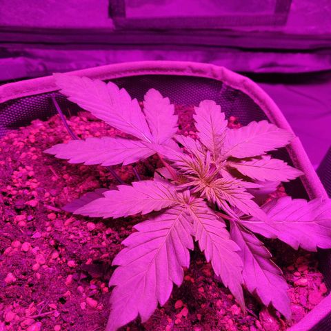 2: Northern lights auto growlog timeline photo