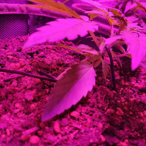 2: Northern lights auto growlog timeline photo