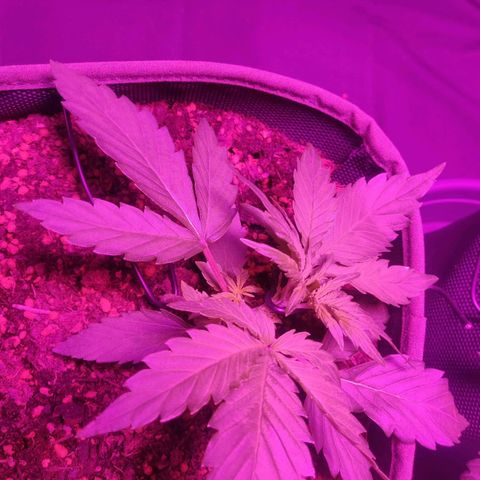 2: Northern lights auto growlog timeline photo