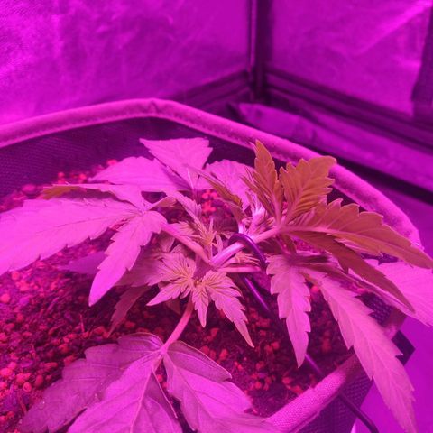 2: Northern lights auto growlog timeline photo