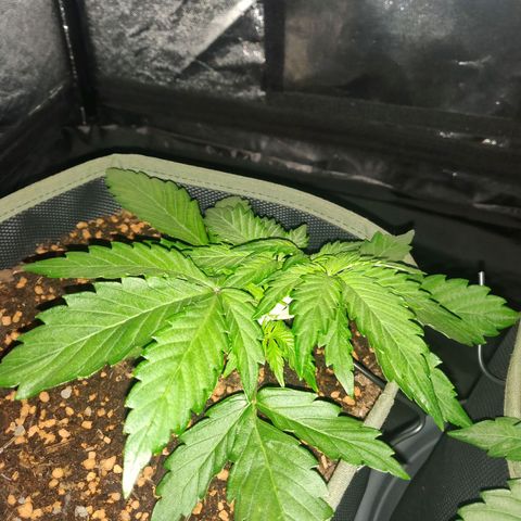 2: Northern lights auto growlog timeline photo