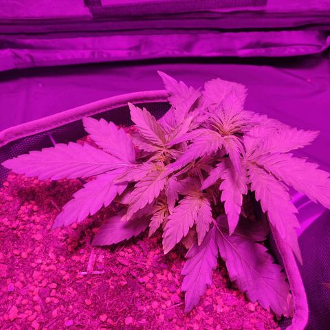 2: Northern lights auto growlog timeline photo
