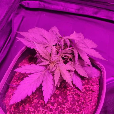 2: Northern lights auto growlog timeline photo