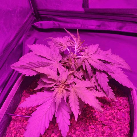 2: Northern lights auto growlog timeline photo