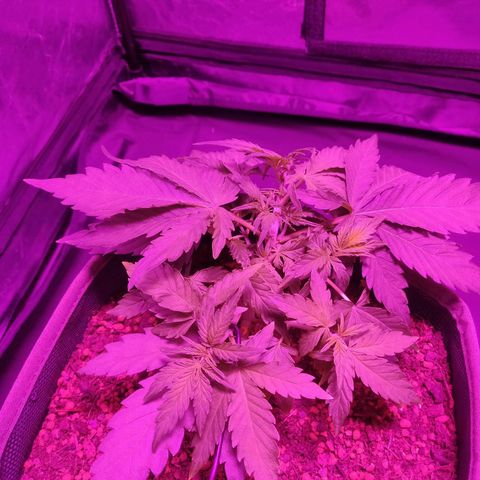 2: Northern lights auto growlog timeline photo